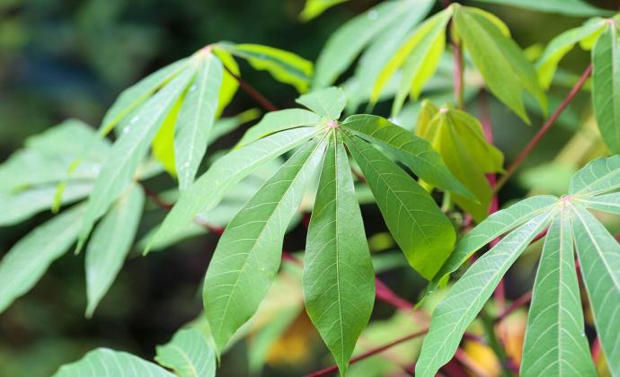 Project Gallery Image