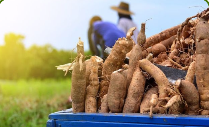 Project Gallery Image